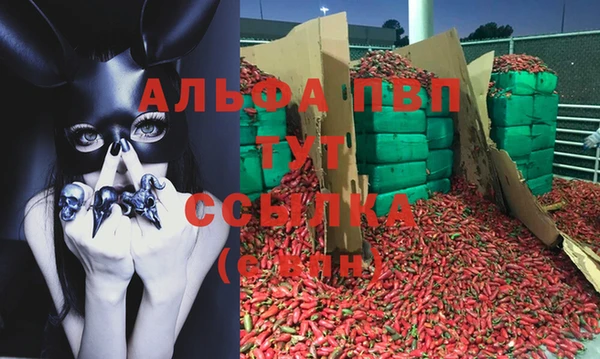 индика Аркадак